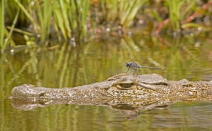 Okavango Delta: Crocodile, Crocodylus species, with dragonfly on its head