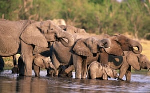 Okavango Delta: African Elephants (Loxodonta africana) , Moremi Wildlife Reserve