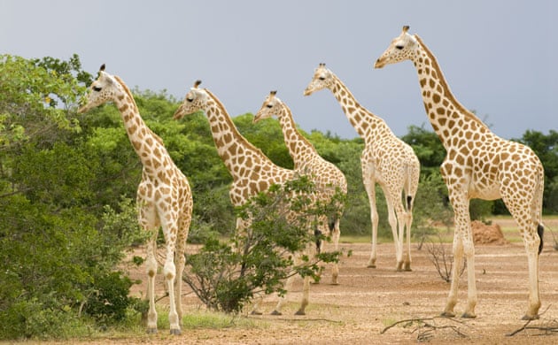 https://i.guim.co.uk/img/static/sys-images/Guardian/Pix/pictures/2010/2/12/1266002051005/West-African-Giraffe-or-N-016.jpg?w=700&q=55&auto=format&usm=12&fit=max&s=7bafdfce984ee7334791ac94ec7fda0b