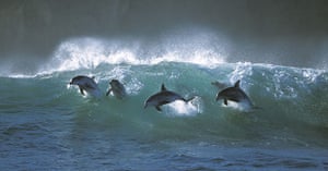 Surfing dolphins: At points some of the more daring dolphins achieve jumps up to 20 feet high
