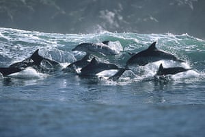 Surfing dolphins: Dolphins swim through the surf