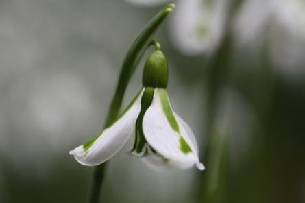 Snowdrop fever | Allotments | The Guardian