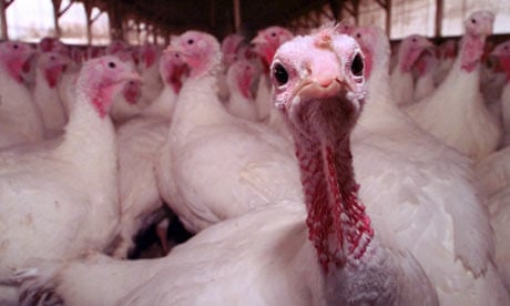 Turkey farm in Massachusetts 