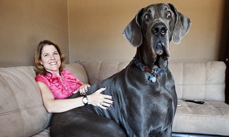 Giant George takes crown as the world's tallest dog | Pets | The Guardian Giant George takes crown as the world's tallest dog | Pets | The Guardian