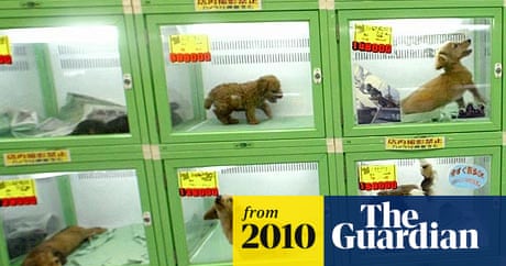 Japanese death trucks put down stray animals on the move | Japan | The  Guardian