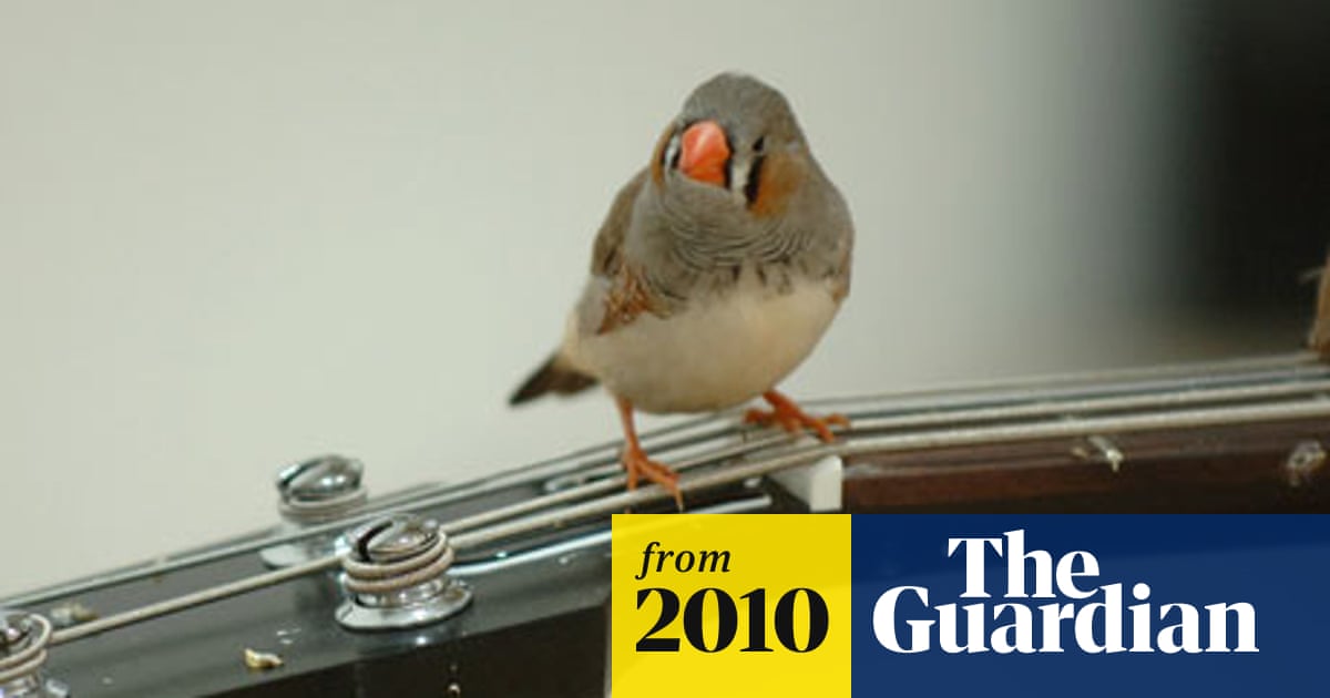 Bird On An Electric Guitar String Finch Music Has Barbican Aflutter Art And Design The Guardian
