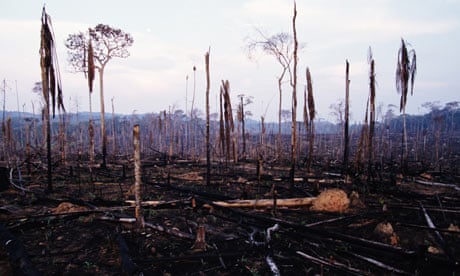 slash and burn forest