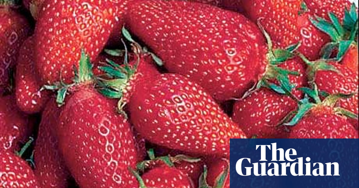 Plant Of The Week Strawberry Gariguette Gardening Advice The Guardian Plant Of The Week Strawberry Gariguette Gardening Advice The Guardian