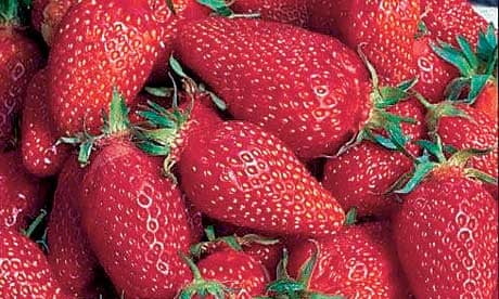 Plant of week: Strawberry 'gariguette'