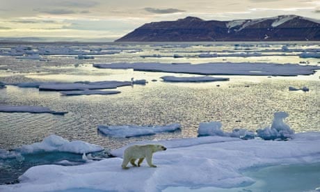 Polar Bear on Iceberg