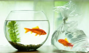 Pet shop owner fined £1,000 for selling goldfish to teenager | World