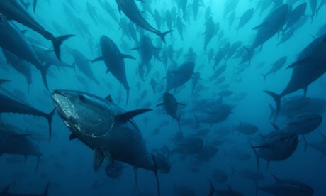 Overfishing causes Pacific bluefin tuna numbers to drop 96