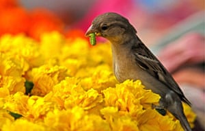 Week in Wildlife: World House Sparrow Day in Guwahati