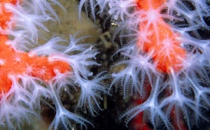 Week in Wildlife:  red and pink corals on the seabed of the Mediterranean se
