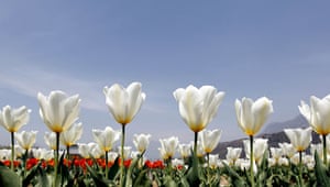 24 hours in pictures: Srinagar, India: Tulips in full bloom