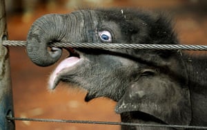 24 hours in pictures: Sydney, Australia: Taronga zoo's new male elephant calf