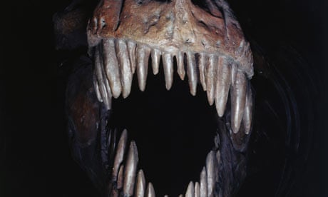 Tyrannosaurus Rex skull.