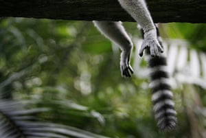 24 hours in pictures: Singapore: A ring-tailed lemur rests on a tree branch
