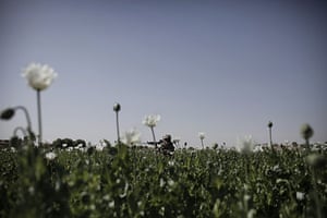 24 Hours in Pictures: A US Marine aims his weapon from a poppy field as he moves towards Taliban