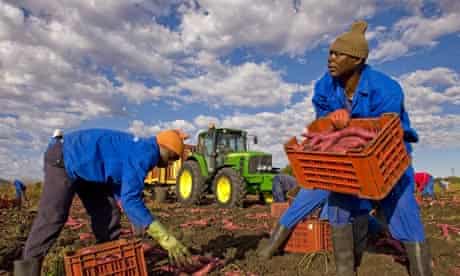 africa farming sweet potatoes