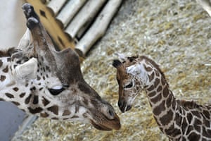 24 hours in pictures: Budapest, Hungary: A new-born giraffe stands next to its mother