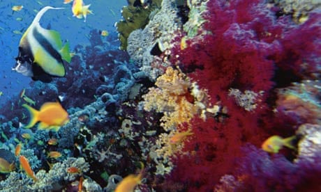 Coral reefs ‘could disappear in our children’s lifetime’ | Coral