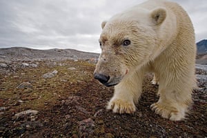 Paul Nicklen: Polar Obsession