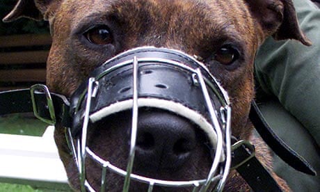 A pit bull wearing a muzzle