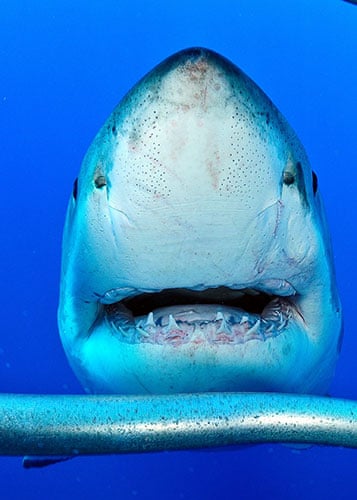 Great White Shark Nose great-white-shark-nose