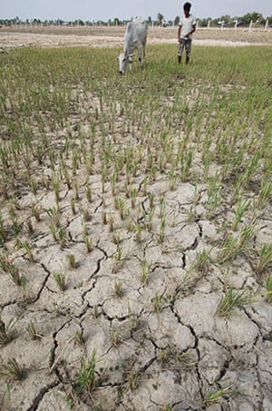 Drought in South China: Drought in  Mekong River Bassin, Cambodia