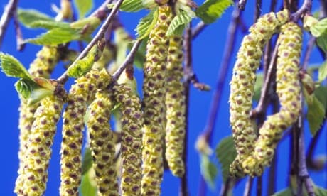 Catkins hanging from a Birch tree