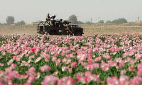 Afghan poppy