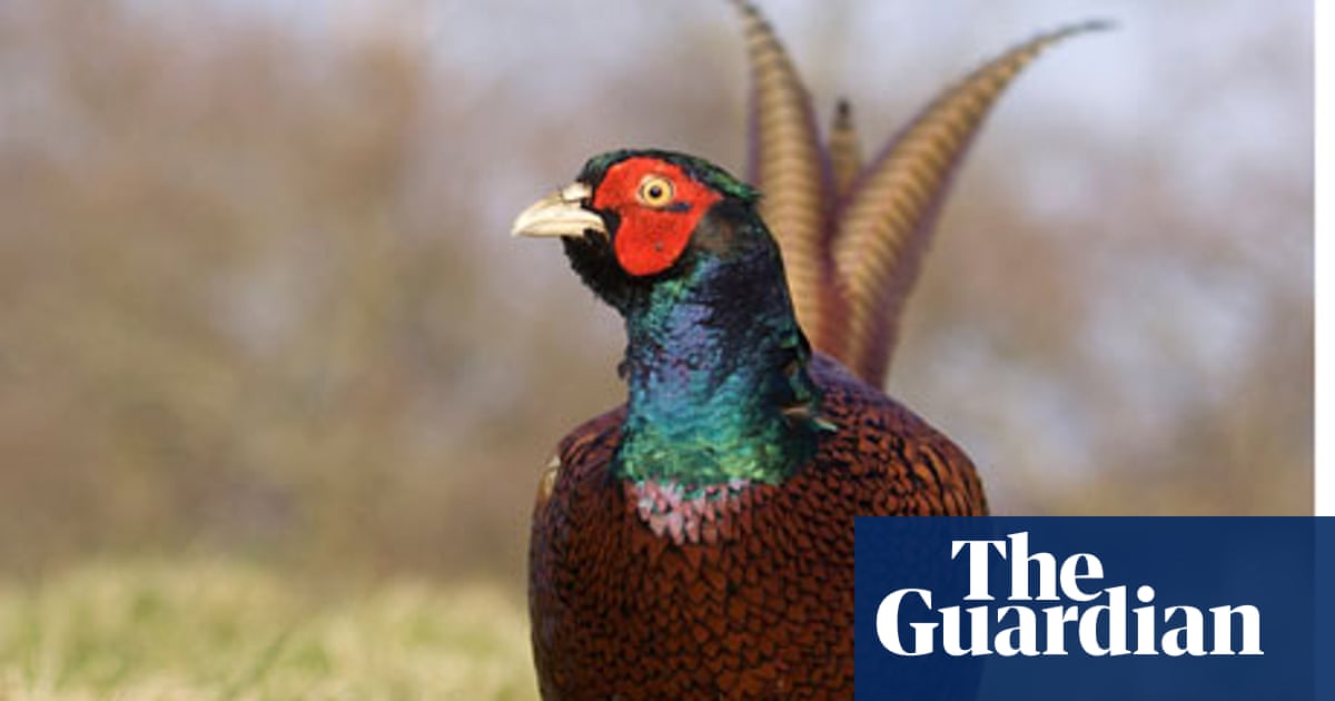 Food for Fort: Béchamel, double ovens and game birds | French food and  drink | The Guardian