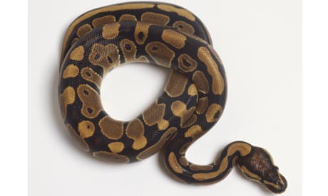 ball python online animal trade