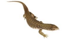 Bosc or savannah monitor lizard