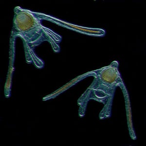 Census Marine Life: Census of Hard-to-See Marine Life : larvea echinoderms