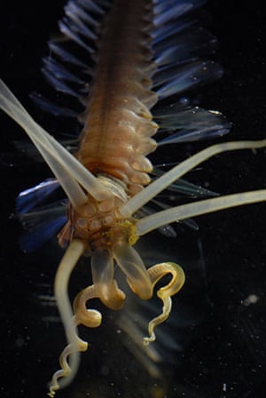 Census Marine Life: Census of Hard-to-See Marine Life : Squid worm