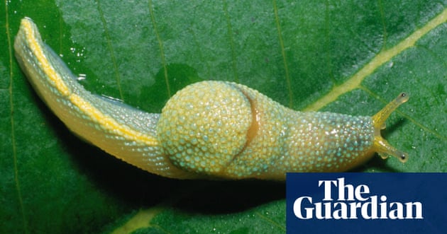 New species discovered in 2010 | Environment | The Guardian