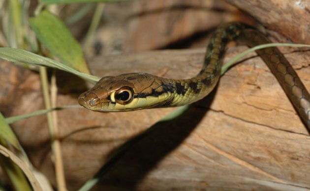 Are snakes invertebrates?