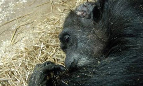 Chimps' emotional response to death caught on film | Animal behaviour | The Guardian Chimps' emotional response to death caught on film | Animal behaviour | The Guardian