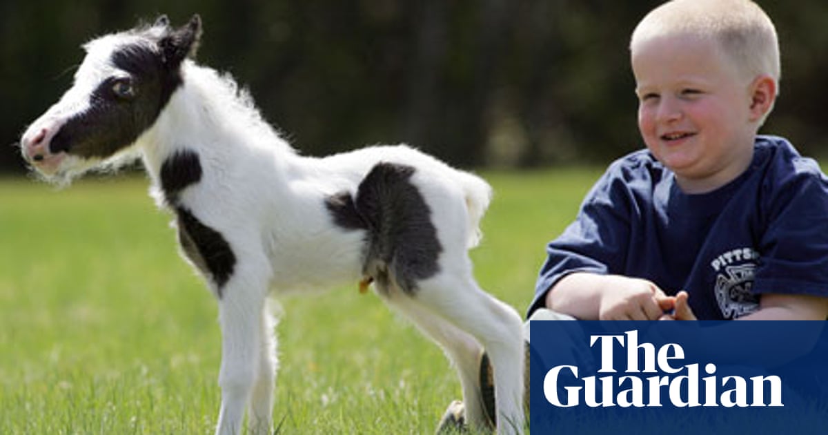 The Smallest Horse In The World Animals The Guardian