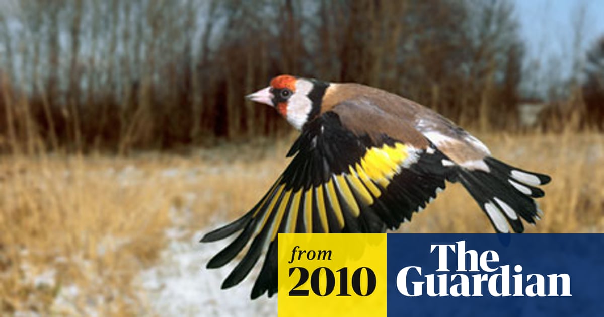 Which Exotic Garden Bird are You: Discover Your Vibrant Spirit Bird!