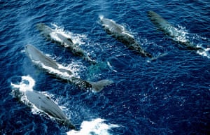Wildlife: A group of sperm whales