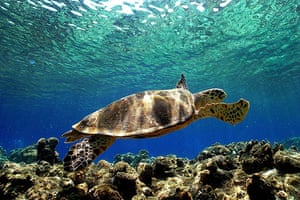 Wildlife: A sea Turtle