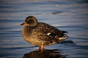 Wildlife: Mottled duck