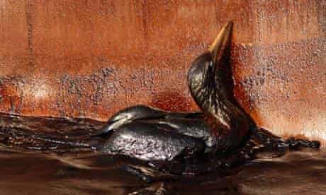 An oil soaked bird struggles at the site of the Deepwater Horizon oil spill in the Gulf of Mexico