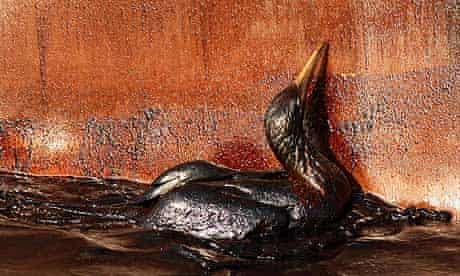 Deepwater Horizon Wildlife Rescues Go Into Overdrive As Slick Hits Coast Deepwater Horizon Oil Spill The Guardian Deepwater Horizon Wildlife Rescues Go Into Overdrive As Slick Hits Coast Deepwater Horizon Oil Spill The Guardian