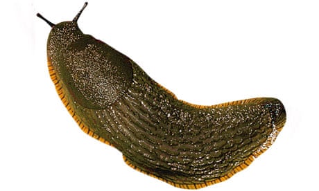 Slug