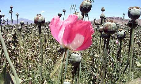 A field of opium poppies