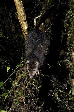 New species: Foja Mountains, Indonesian island of New Guinea